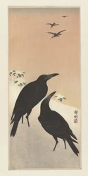 Crows in Snow