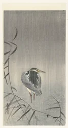 Heron in Rain