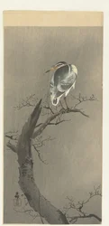 Night Heron on Branch