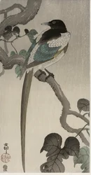 Magpie on a Pauwolna branch