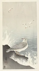 Seagull on Rock