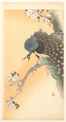 Peacock in a cherry tree