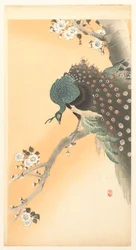Peacock in a cherry tree