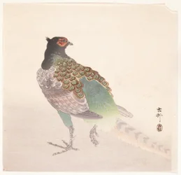 Pheasant