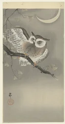 Long-eared Owl in Ginkgo