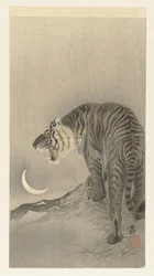 Roaring Tiger