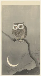 Scops owl on a branch with crescent moon