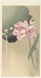 Songbird and Lotus