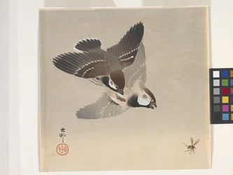 Sparrows Chasing Flying Insect