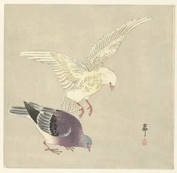 Two Doves