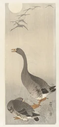 Two Geese