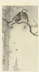 Two Grey Starlings