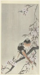 Two redstarts with cherry blossoms