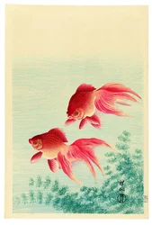 Two Veil-Tailed Goldfish