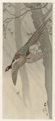Flying Pheasant