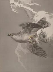 Hawk Holding a Small Bird