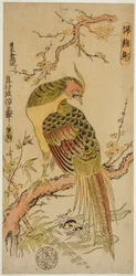 Golden Pheasant