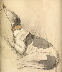 Sleeping Greyhound