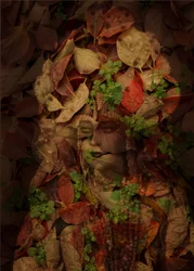 Queen of Leaves, 2025