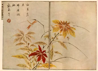 Dragonfly with plants, 1746, 1924