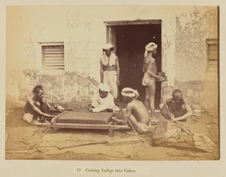 Cutting indigo into cakes
