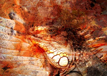 Fiery Iguana Portrait