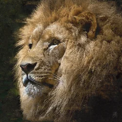 Majestic Golden Lion