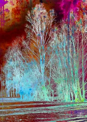 Surreal Colorful Forest