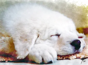 Sweet Sleeping Puppy