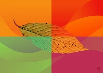 Vibrant Autumn Leaf