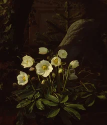 Hellebores in a Rockery