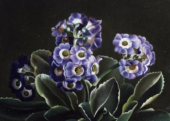 Still Life of Primroses
