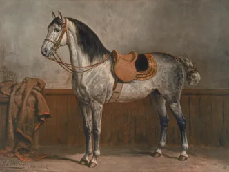 Lipizzaner