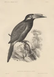 Selenidera Spectabilis, litho by Bowen und Co., 1850