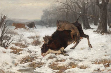 A Cow Attacked by Wolves
