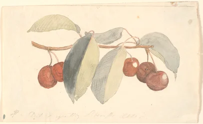 A Branch with Paradise Apples