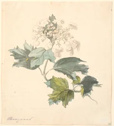 Viburnum