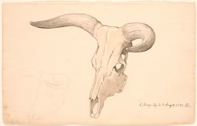 Skull of a Cow, in Three-Quarter Profile, the Left Horn Curved