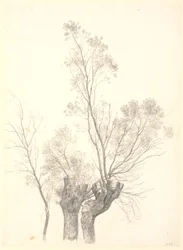 Study of Pollarded Willow Trees