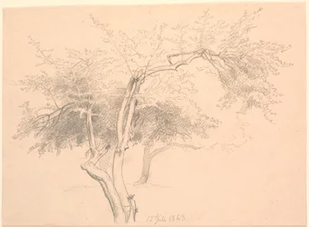 Study of Tree Tops