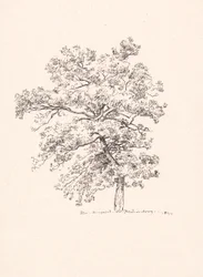 Tree at Fredensborg