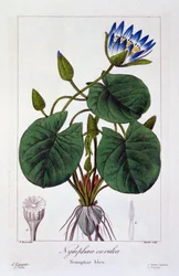 Nymphaea caerulea, pub. 1836