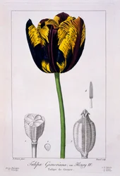 Tulip: King Henry IV, pub. 1836