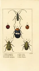Callidium longipes, ladybirds, flea beetles