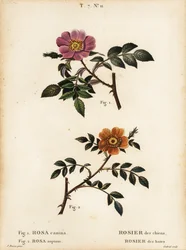 Dog rose and small-leaved sweet-briar