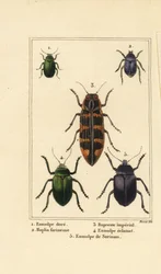 Dogbane beetle, Hoplia argentea, banksia jewel beetle, Eumolpus beetles