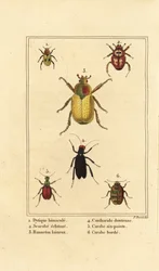 Dytiscus bimaculatus 1, beetle 2, cockchafer, Melolontha melolontha 3, Cantharis beetle 4, Carabus sexpunciatus 5 and Omophron limbatum 6