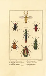 Lampyris beetle, rove beetle, rose chafer