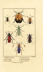 Malachite beetle, Malachius bipustulatus, net-winged beetles, Lycus melanurus, Lycus punctatus, Saperda punctata, Saperda species, Trichodes octopunctatus, and Trichodes apiarius