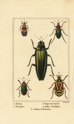 Marsh beetle, Elodes, Harpalus beetle, jewel beetle, Buprestis, flea beetle, Altica famelica, and rose chafer, Cetonia species